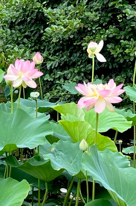 Picture of lotuses